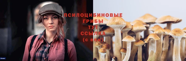 ПСИЛОЦИБИНОВЫЕ ГРИБЫ Новозыбков